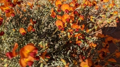 Swainsona stipularis