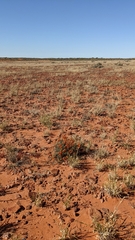 Swainsona stipularis