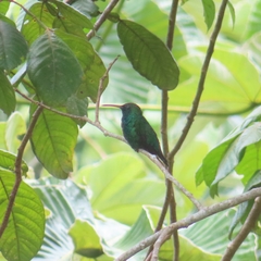 Anthracothorax viridis