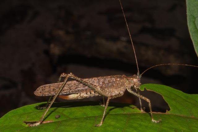 Teleutias vicinissimus
