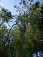 Magnoliopsida