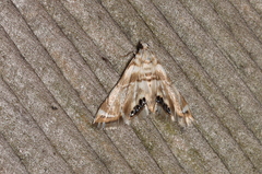 Eoparargyractis plevie