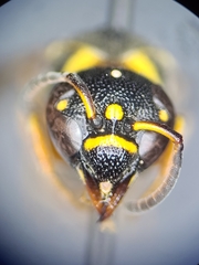 Stenodynerus propinquus