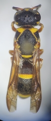 Stenodynerus propinquus