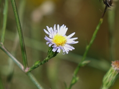 Symphyotrichum subulatum elongatum