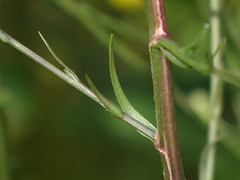 Symphyotrichum subulatum elongatum