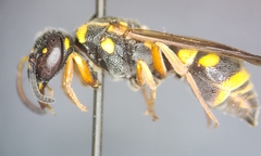 Stenodynerus propinquus