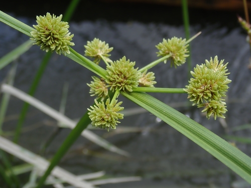 Cyperus difformis