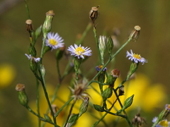 Symphyotrichum subulatum elongatum