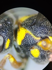 Stenodynerus propinquus