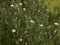 Symphyotrichum subulatum elongatum