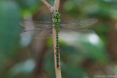 Coryphaeschna viriditas