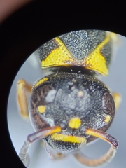 Stenodynerus propinquus