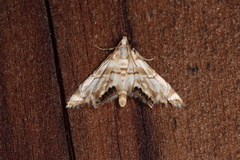 Eoparargyractis plevie