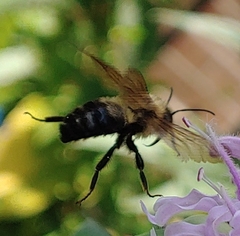 Bombus bimaculatus