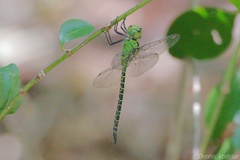 Coryphaeschna viriditas