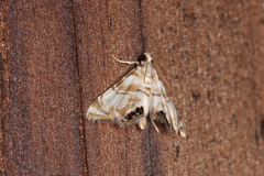 Eoparargyractis plevie