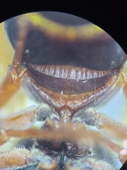 Stenodynerus propinquus