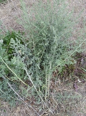 Artemisia jacutica