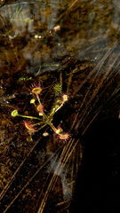 Drosera intermedia