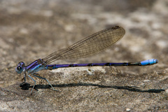 Argia hinei