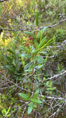 Kalmia polifolia