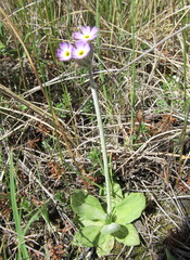 Primula incana