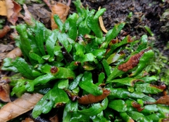 Notogrammitis angustifolia