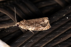 Olethreutes coccinana