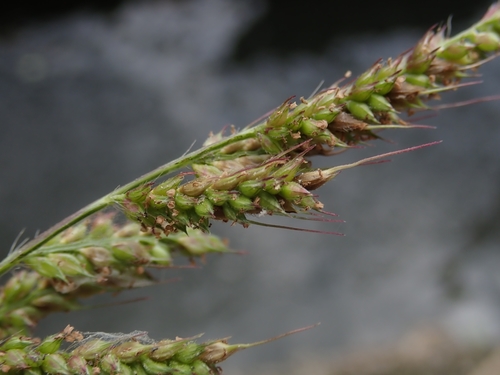 Paprastoji rietmenė nuotrauka