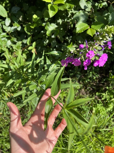wild sweetwilliam (Phlox maculata)