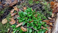 Notogrammitis angustifolia