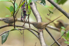 Prinia atrogularis