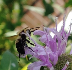 Bombus bimaculatus