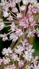 Angelica genuflexa