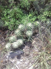 Coryphantha clavata clavata