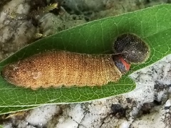 Eudaminae