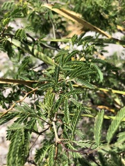 Acaciella