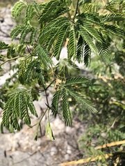 Acaciella