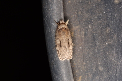 Agonopterix curvilineella