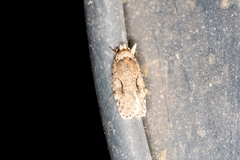 Agonopterix curvilineella