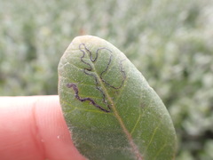 Stigmella prunifoliella
