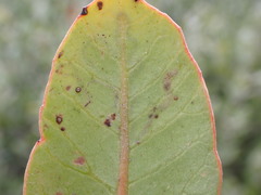 Stigmella prunifoliella