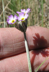Primula incana
