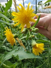 Sonchus dregeanus