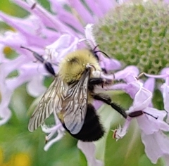 Bombus bimaculatus