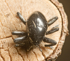 Trigonopterus