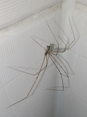Crossopriza