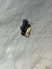 Chrysanympha formosa