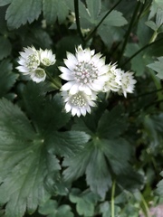 Astrantia major